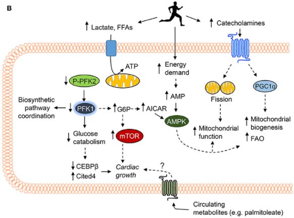 exercise phyiological changes