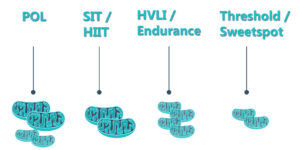 training TID and mitochondria effects