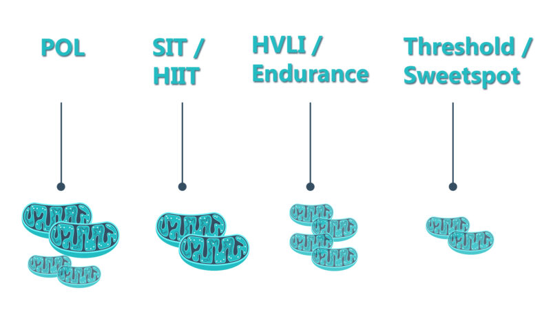 training TID and mitochondria effects