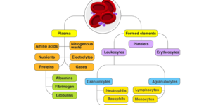 Composition of Blood2