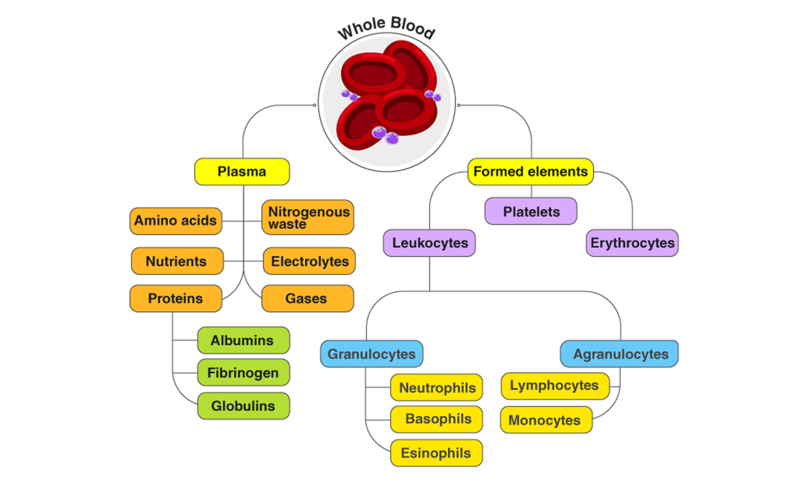 Blood Composition. Blood Plasma function. Functions of Blood. Клетки крови.