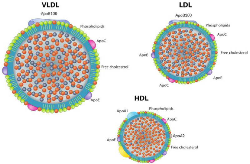 ldl hdl vldl