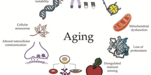 aging mechanisms